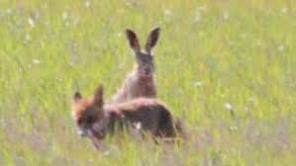 lepuri dhe dhelpra.jpg